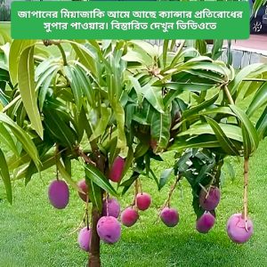 miyazaki mango plant
