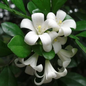 Drobe Kamini Plants